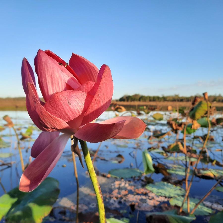 Wild Nature Lodge, Mareeba Wetlands Biboohra Luaran gambar