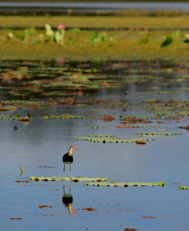 Wild Nature Lodge, Mareeba Wetlands Biboohra Luaran gambar
